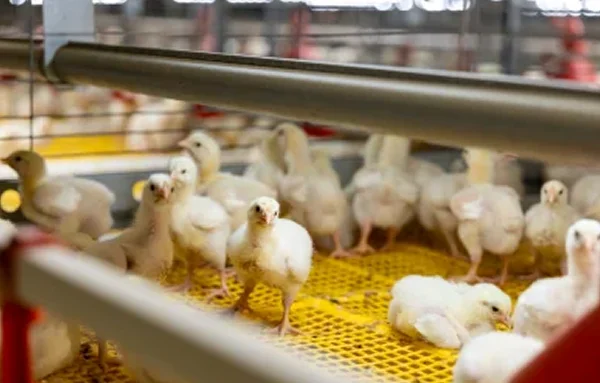 One of the leading poultry businesses with strong brand name and market presence photo news